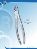 Lower Molars 17cm
